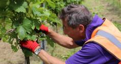 Forty Hall Vineyard